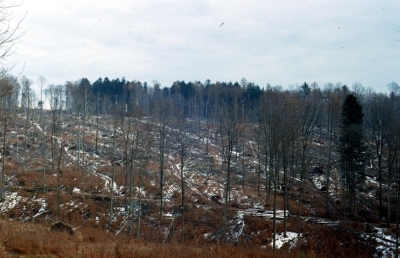 Aufgearbeitete Sturmfläche1.jpg